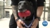 Top Honor For Hero Dog That Stopped White House Attack