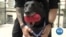 Top Honor For Hero Dog That Stopped White House Attack