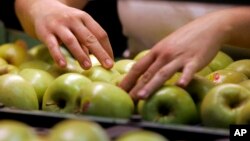 Estas manzanas están genéticamente diseñadas para resistir el oscurecimiento debido a los cortes y las magulladuras.