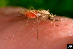 FILE —This 2014 photo made available by the U.S. Centers for Disease Control and Prevention shows a feeding female Anopheles gambiae mosquito. The species is a known vector for malaria.