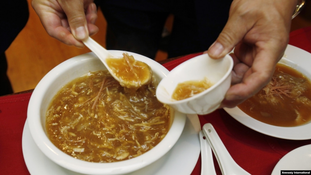 Aktivis lingkungan mendesak restoran-restoran di Hong Kong untuk berhenti menyediakan hidangan yang mengandung sirip ikan hiu (foto: ilustrasi). 
