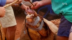 Huge Croc 'Arrested' by Australian Police