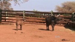 Test Tube Wildlife Could Save Nearly Extinct Species