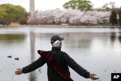 A man removes his mask to stretch and take a deep breath across from cherry blossoms at the Yuyuantan Park in Beijing on Thursday, March 26, 2020.