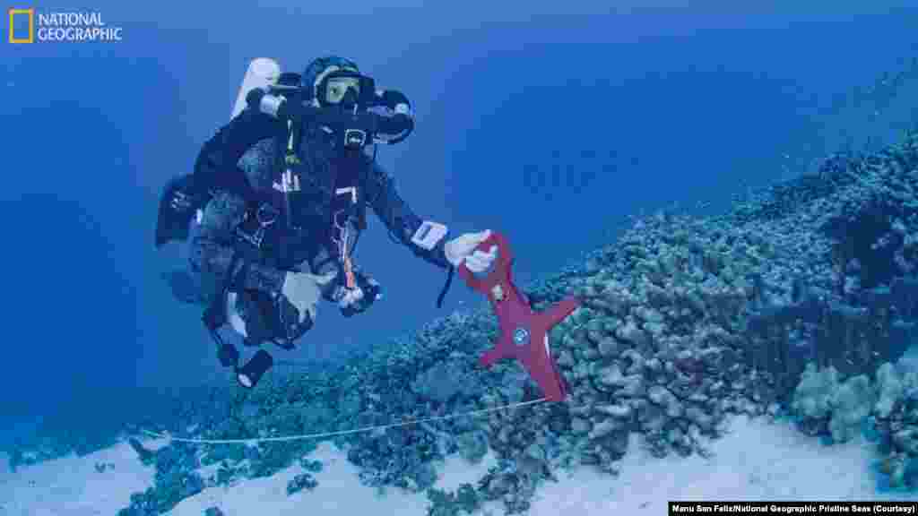 A diver from National Geographic Pristine Seas measures the world’s largest coral colony in the Solomon Islands.