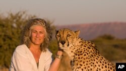 Laurie Marker - founder and executive director of the Cheetah Conservation Fund - with the late Chewbaaka, a cheetah she raised since he was orphaned almost 16 years ago.