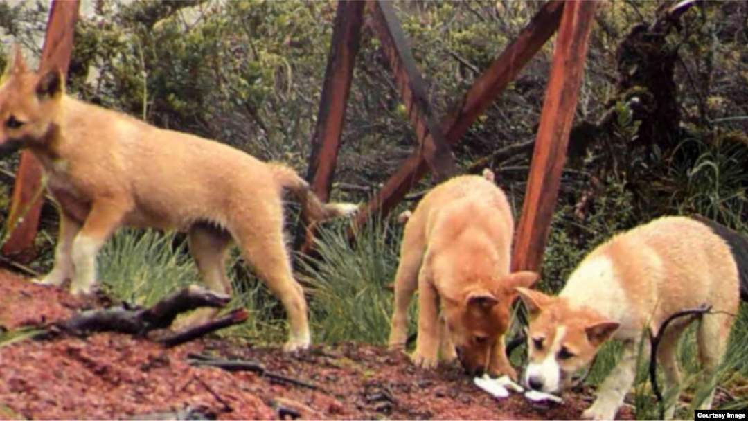 new guinea highland dog