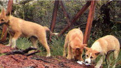 Highland wild dogs are seen in mountains of Papua province, Indonesia, near the Grasberg Gold Mine (Photo Courtesy of the New Guinea Highland Wild Dog Foundation)