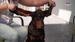 Գինեսի ռեկորդների 2022-ի հաղթողների ցանկում են ամենաերկար ականջներ ունեցող շունը, ամենաբարձրահասակ դեռահասն ու այլոք