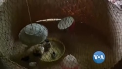 ကျေးလက်က နယူးနော်မယ် "နော်သဇင် Vlog"