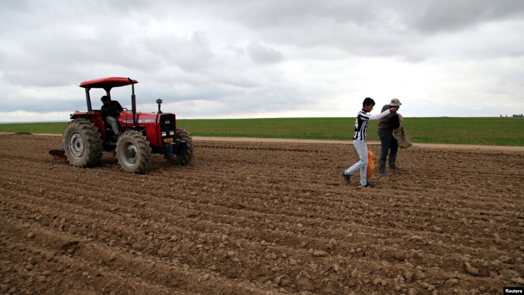 FILE - Farmers scatter wheat seeds on a field in the Makhmur district, southeast of Mosul, Jan. 8, 2015. 
