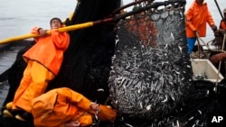 FILE - In this Nov. 22, 2012 photo, fishermen work to unload a net full of anchovies during a fishing expedition in the Pacific Ocean, off the coast of El Callao, Peru. The U.S. and Peru are partnering to protect the environment.