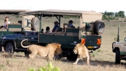Turis menikmati wisata safari di Taman Nasional Maasai Mara, Kenya (foto: ilustrasi).