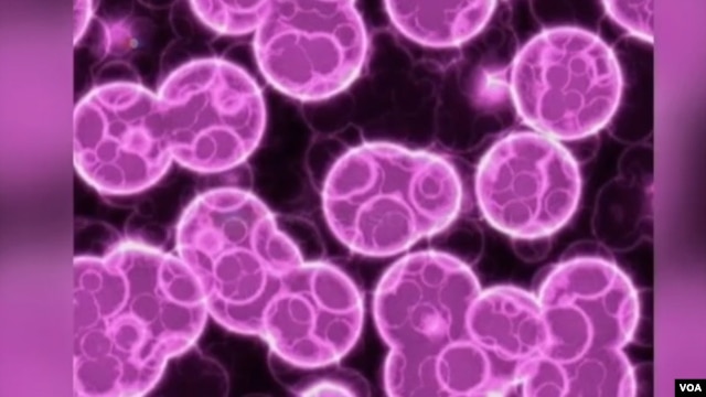 Durante los últimos 20 años, las bacterias desarrollaron mecanismos de resistencia muy sofisticados.