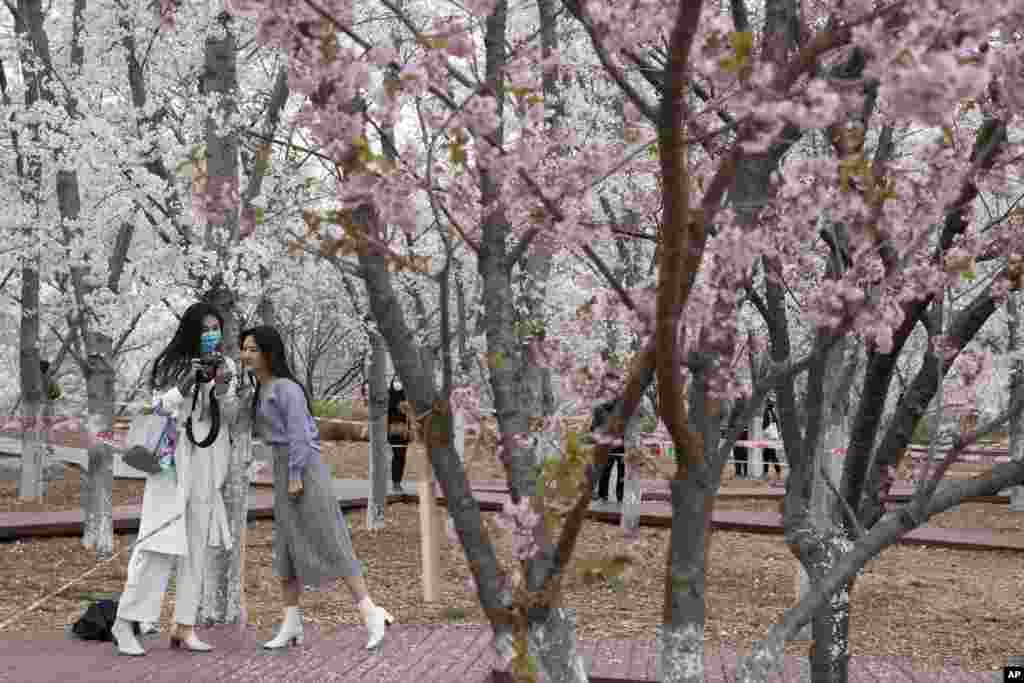 Pekində ziyarətçilər Yuyuantan parkında albalı ağaclarının yanında şəkil çəkdirir. 