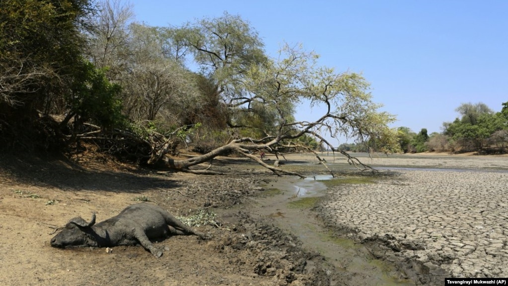 In this Oct, 27, 2019, photo, the carcass of a buffalo lies on the edges of a sun baked pool that used to be a perennial water supply in Mana Pools National Park, Zimbabwe.