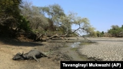 In this Oct, 27, 2019, photo, the carcass of a buffalo lies on the edges of a sun baked pool that used to be a perennial water supply in Mana Pools National Park, Zimbabwe.