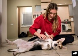 Ruta Buisaite, bermain-main dengan anjing peliharaannya yang baru, Cipe, yang ia adopsi lewat aplikasi GetPet di rumahnya di Vilnius, Lithuania (foto: AP Photo/Mindaugas Kulbis)