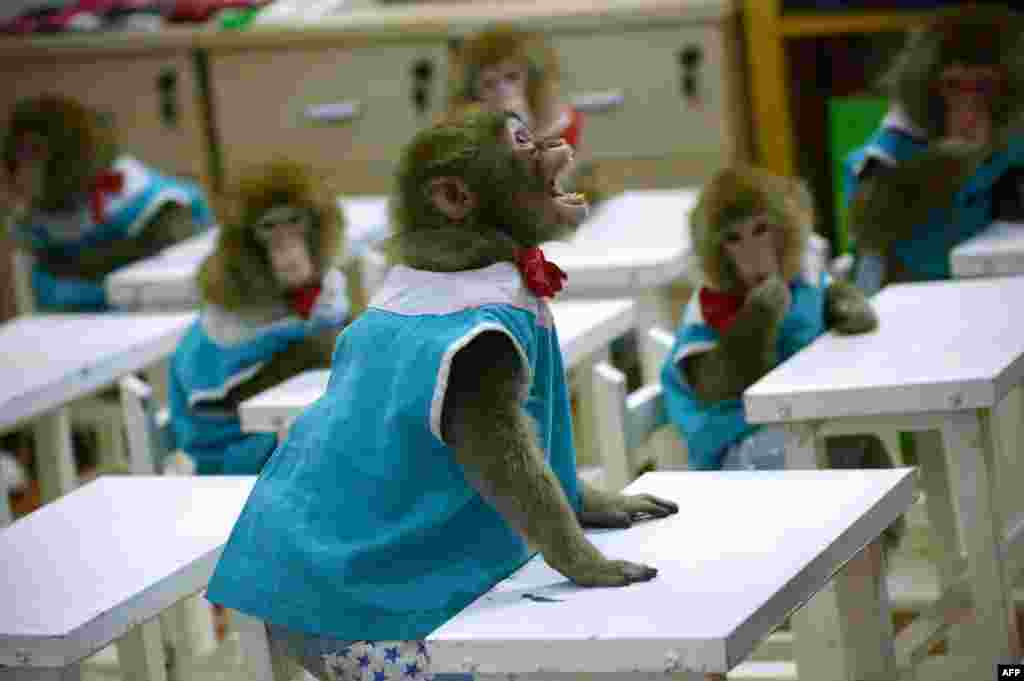 A monkey shouts to a trainer at a monkey training school in a zoo in Dongying, eastern China&#39;s Shandong province. A dozen monkeys are being trained at the school as part of festivities for the upcoming Year of the Monkey which begins on Feb. 8.