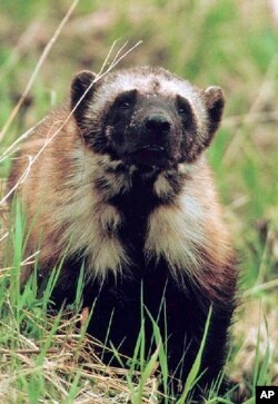 FILE - This undated photo shows a wolverine in Montana's Glacier National Park. Wolverines are the world's largest species of terrestrial weasel.