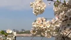 Gilos gullaganda... Vashington - Cherry blossom in Washington