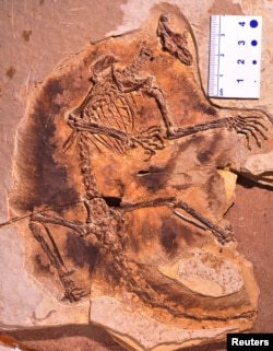 A fossil of a gliding mammaliaform Maiopatagium furculiferum is shown in this undated handout photo from the Beijing Museum of Natural History.