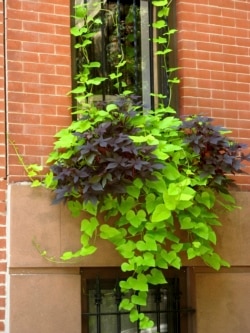 This undated image provided by Brooklyn Botanic Garden shows a window box entry in the Greenest Block in Brooklyn contest. (Brooklyn Botanic Garden via AP)