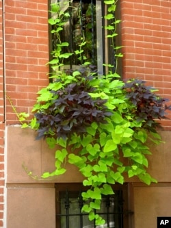 This undated image provided by Brooklyn Botanic Garden shows a window box entry in the Greenest Block in Brooklyn contest. (Brooklyn Botanic Garden via AP)