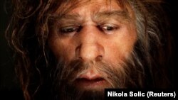 Hyperrealistic face of a Neanderthal male is displayed in a cave in the Neanderthal Museum in the northern Croatian town of Krapina February 25, 2010.