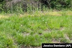 This May 2023 image provided by Jessica Damiano shows a neglected, overgrown property on Long Island, New York. (Jessica Damiano via AP)