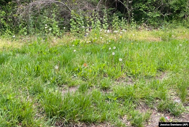 This May 2023 image provided by Jessica Damiano shows a neglected, overgrown property on Long Island, New York. (Jessica Damiano via AP)