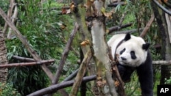 A panda plays in Panda Valley natural reserve in Dujiangyan city, in southwestern China's Sichuan province, January 11, 2012.