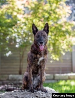 Taba is a Dutch shepherd.