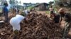 West African States in Joint Fight Against Root Crop 'Ebola'