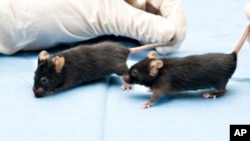 Researchers believe activity and interaction activated a communication channel in mice that prompted fat cells to stop releasing a hormone which accelerates cancer growth.