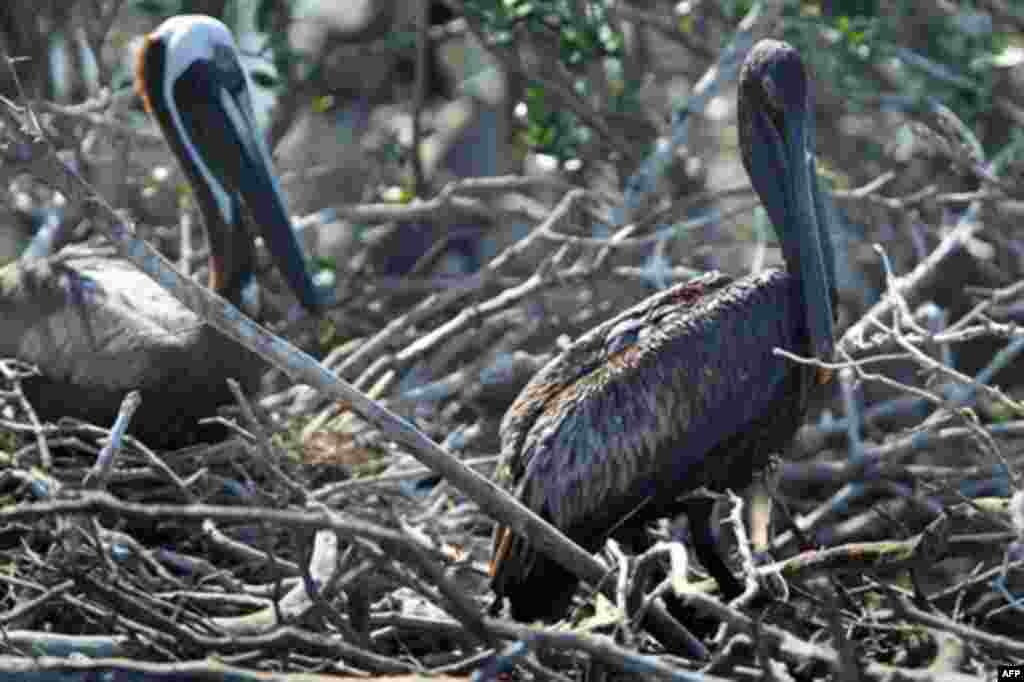 An oil-stained brown pelican (r), stands next to a clean brown pelican on an island in Barataria Bay, Louisiana, 24 May 2010. (AFP Image)