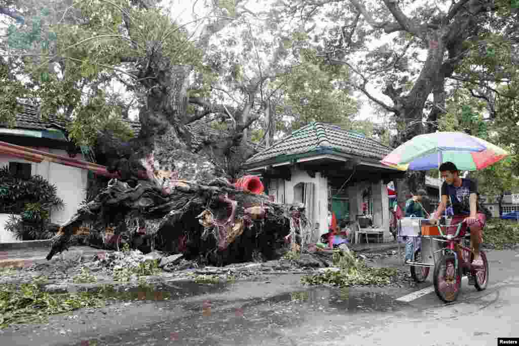 An ice cream vendor cycles past a huge fallen tree after an onslaught of Typhoon Rammasun, (locally named Glenda) in Batangas city south of Manila, July 17, 2014. 