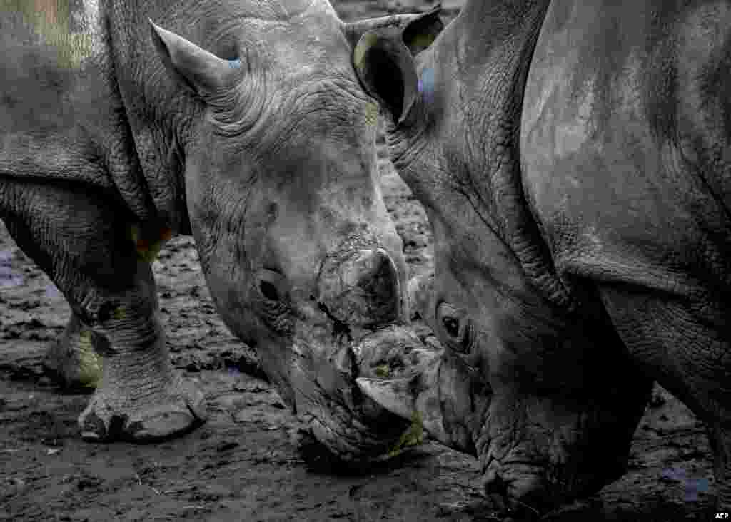 Two white rhinoceros look at each other in their enclosure at the zoo park of Lille, northern France.