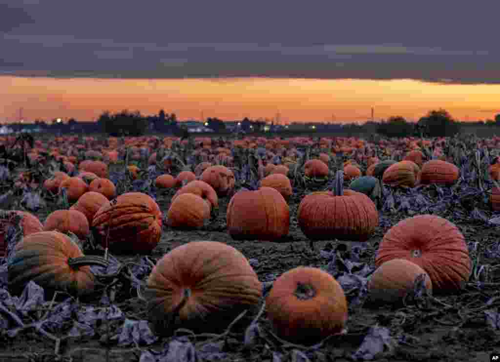 Hundreds of pumpkins lie on a field near Frankfurt, Germany, Oct. 16, 2019.