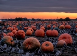 Hundreds of pumpkins lie on a field, or pumpkin patch, near Frankfurt, Germany, after sunset on Wednesday, Oct. 16, 2019.