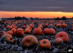 Hundreds of pumpkins lie on a field, or pumpkin patch, near Frankfurt, Germany, after sunset on Wednesday, Oct. 16, 2019.