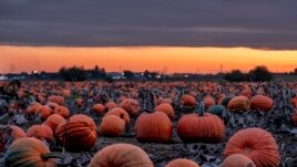Hundreds of pumpkins lie on a field, or pumpkin patch, near Frankfurt, Germany, after sunset on Wednesday, Oct. 16, 2019.