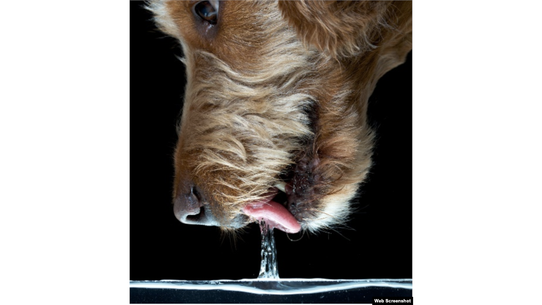 Dog's tongue drinking store water