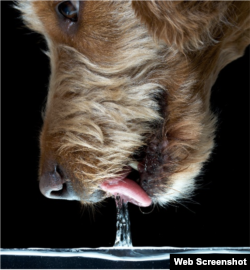 How does a dog drink water?