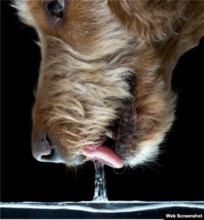 how often do puppies drink water