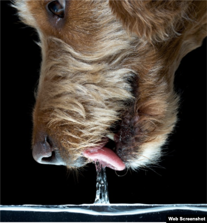 how often should dogs drink water