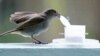 Urban Birds Smarter Than Rural Counterparts