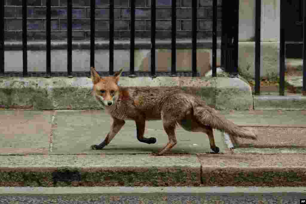 A fox walks along Downing Street, London, as Britain remains in lockdown due to the coronavirus.