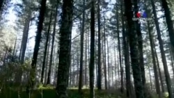 Անտառներն ու կլիմայական փոփոխությունները