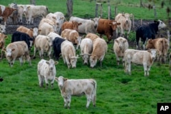 FILE - Cows stand on a meadow in Wehrheim near Frankfurt, Germany, Nov. 4, 2022. (AP Photo/Michael Probst, File)